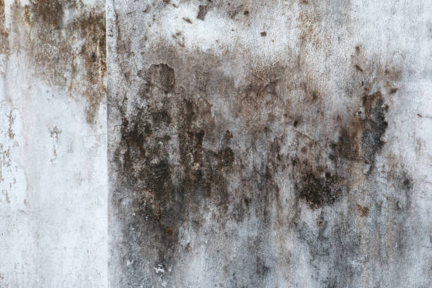Best Basement Mold Removal  in Citrus City, TX