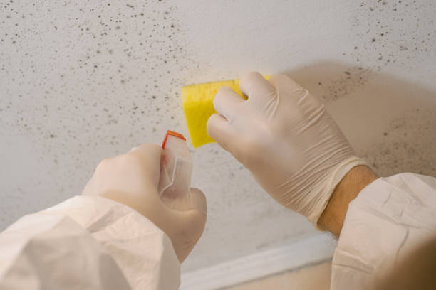 Mold Remediation for Rental Properties in Citrus City, TX