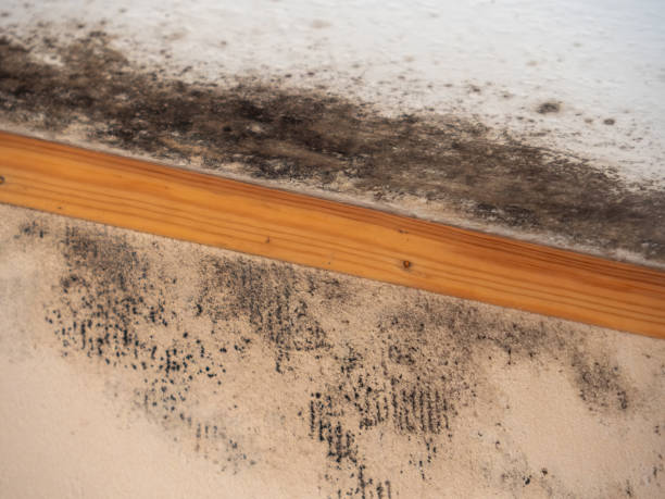 Best Dehumidification Services  in Citrus City, TX