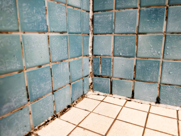 Forensic Mold Investigation in Citrus City, TX