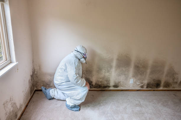 Professional Mold Removal in Citrus City, TX