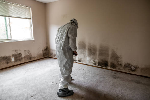 Best HVAC Mold Inspection and Cleaning  in Citrus City, TX